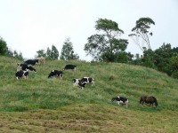 Koeien komt u op de Azoren overal tegen / Bron: Stachelbeer, Flickr (CC BY-2.0)