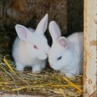 Albino konijntjes; wat is waar?