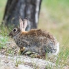 Konijnen: een konijnenhok maken of kopen
